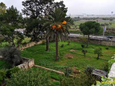 La villa si presenta circondata da un giardino con pineta (solo una parte del grande terreno che un tempo era annesso)...